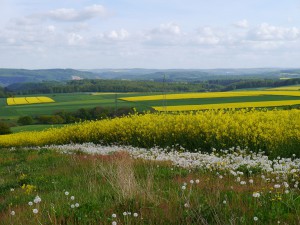 Münstermaifeld