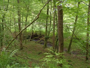 Waldschluchtenweg