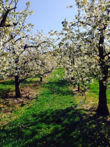 Streuobstwiesen (2)