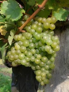 Rieslingtraube