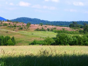 Traumpfädchen Langscheider Wacholderblick